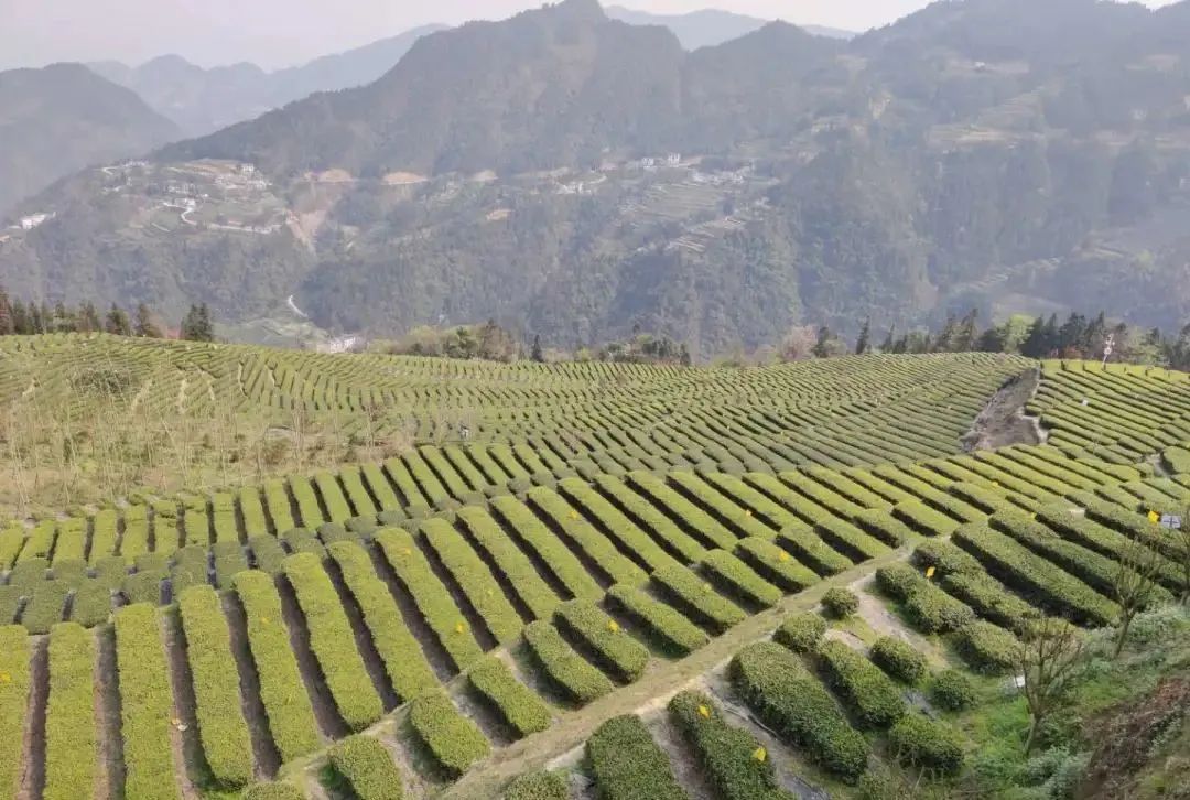 天津恩施富硒茶在哪里买(恩施富硒产品专卖店)-硒宝网