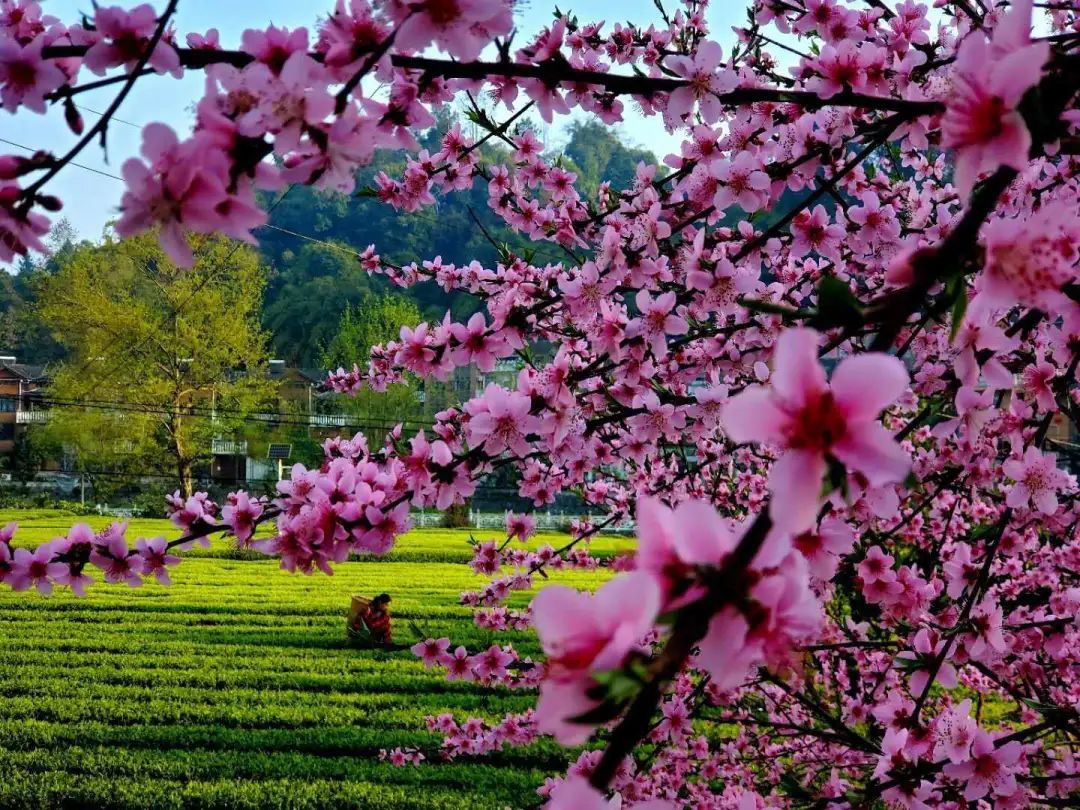 天津恩施富硒茶在哪里买(恩施富硒产品专卖店)-硒宝网