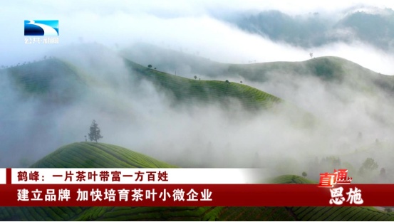 受欢迎的恩施富硒茶企业(恩施富硒茶十大排名)-硒宝网