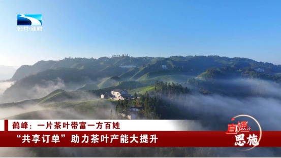 受欢迎的恩施富硒茶企业(恩施富硒茶十大排名)-硒宝网