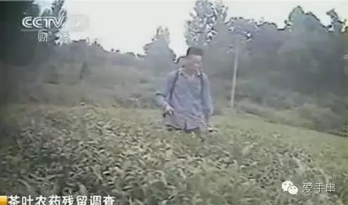 富硒桑叶茶什么时候喝好（桑叶喝茶有什么好处）-硒宝网