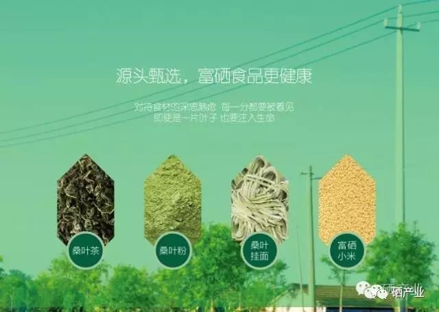 富硒桑叶茶什么时候喝好（桑叶喝茶有什么好处）-硒宝网