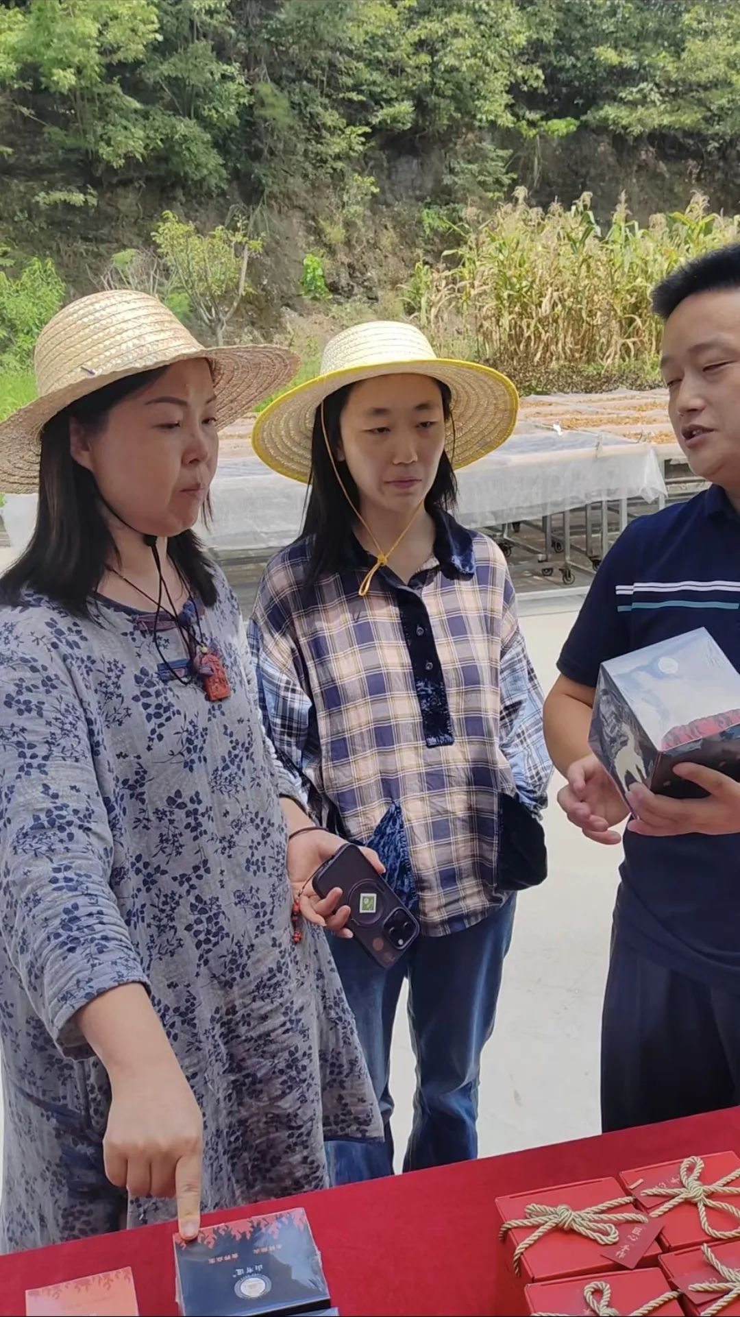 西安紫阳富硒茶在哪里卖(陕西紫阳富硒茶是红茶还是绿茶)-硒宝网