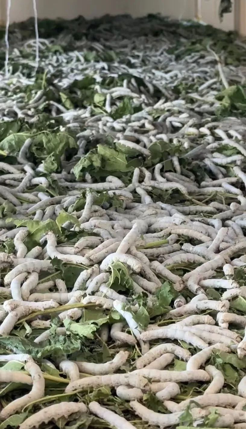 西安紫阳富硒茶在哪里卖(陕西紫阳富硒茶是红茶还是绿茶)-硒宝网