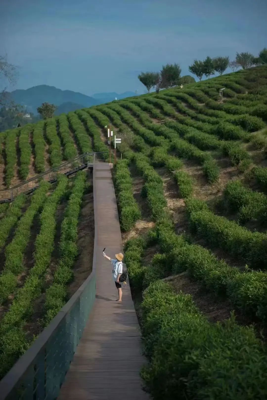 西安紫阳富硒茶在哪里卖(陕西紫阳富硒茶是红茶还是绿茶)-硒宝网