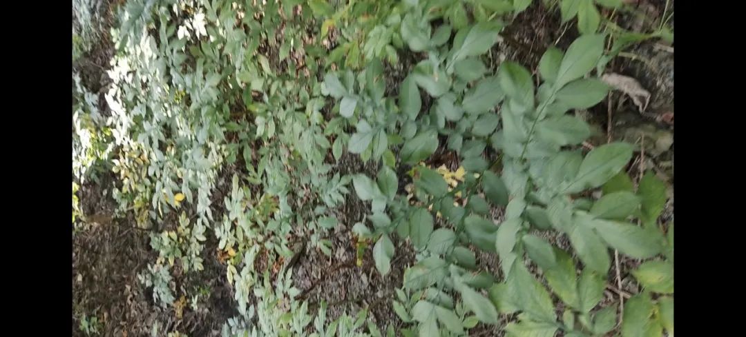 西安紫阳富硒茶在哪里卖(陕西紫阳富硒茶是红茶还是绿茶)-硒宝网