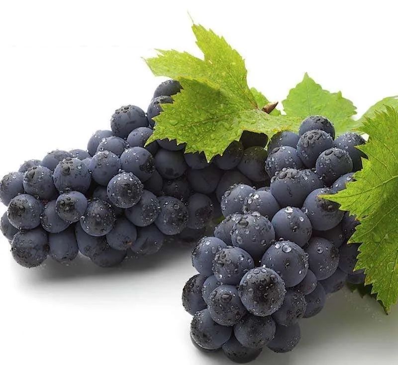 富硒桑叶茶什么时候喝好（喝桑叶茶对身体有好处吗）-硒宝网