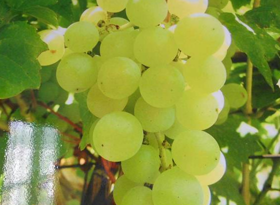 富硒桑叶茶什么时候喝好（喝桑叶茶对身体有好处吗）-硒宝网