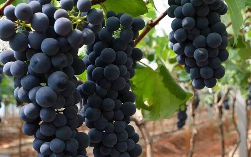 富硒桑叶茶什么时候喝好（喝桑叶茶对身体有好处吗）-硒宝网