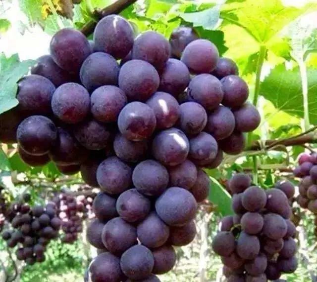 富硒桑叶茶什么时候喝好（喝桑叶茶对身体有好处吗）-硒宝网