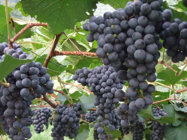 富硒桑叶茶什么时候喝好（喝桑叶茶对身体有好处吗）-硒宝网