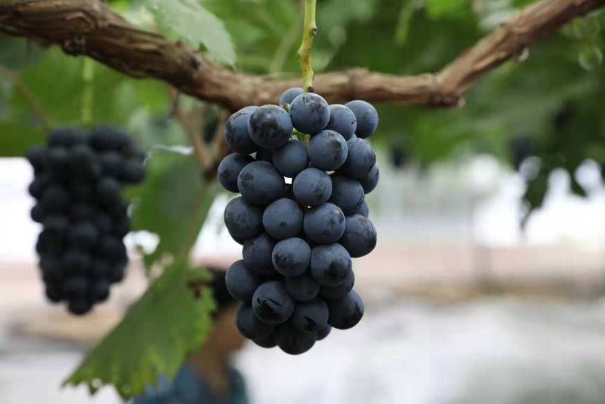 富硒桑叶茶什么时候喝好（喝桑叶茶对身体有好处吗）-硒宝网