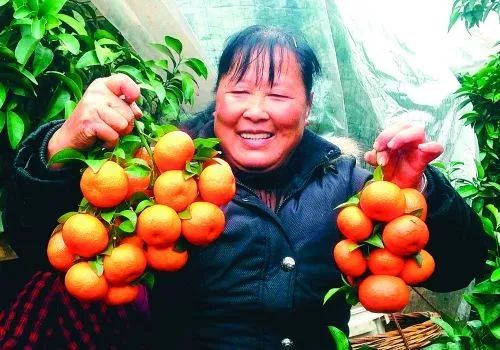 富硒茶属于凉性还是热性(凉茶性寒吗)-硒宝网