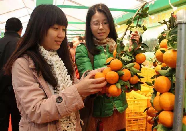 富硒茶属于凉性还是热性(凉茶性寒吗)-硒宝网