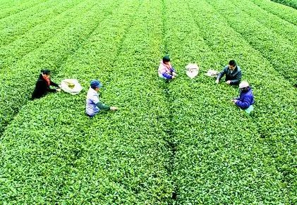 富硒茶属于凉性还是热性(凉茶性寒吗)-硒宝网