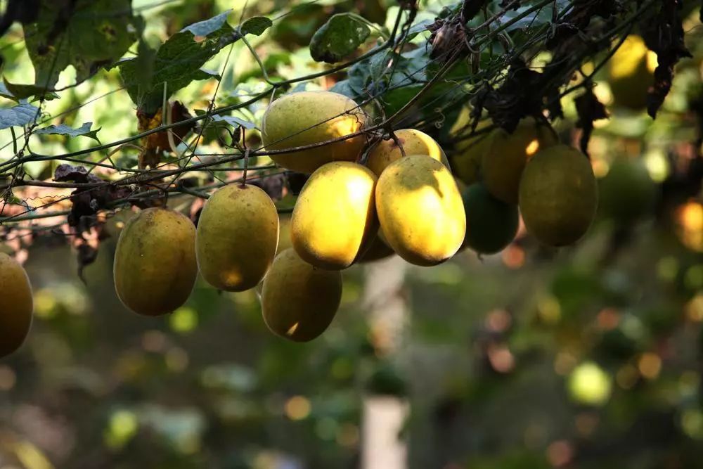 富硒茶属于凉性还是热性(凉茶性寒吗)-硒宝网