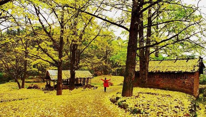 富硒茶属于凉性还是热性(凉茶性寒吗)-硒宝网