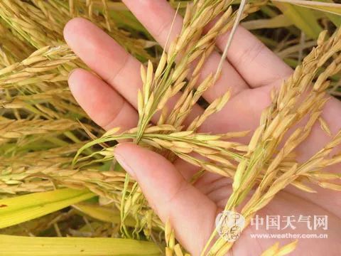 富硒茶属于凉性还是热性(凉茶性寒吗)-硒宝网