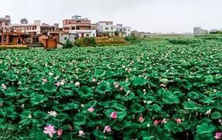 富硒茶属于凉性还是热性(凉茶性寒吗)-硒宝网