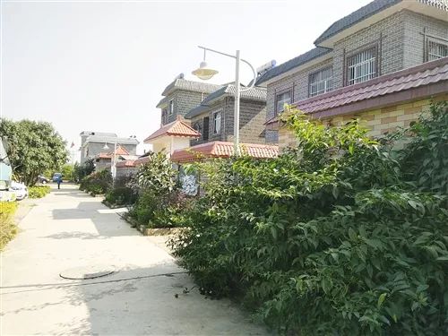 富硒茶属于凉性还是热性(凉茶性寒吗)-硒宝网