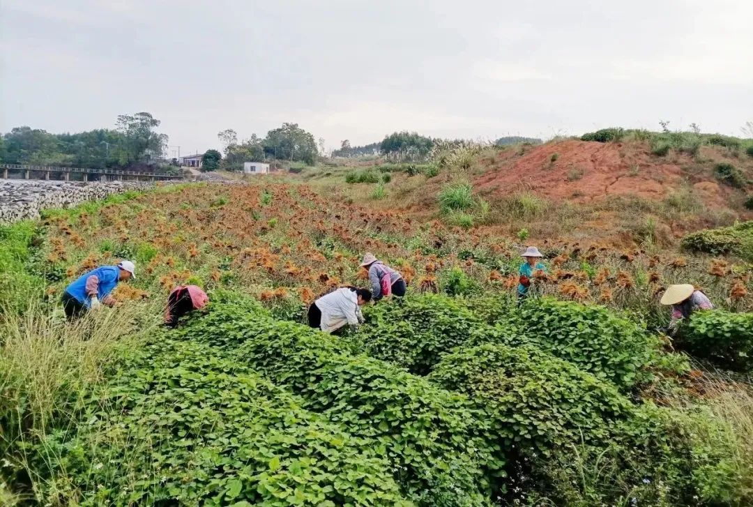 广西贵港港农桑叶茶富硒(贵港茶厂)-硒宝网