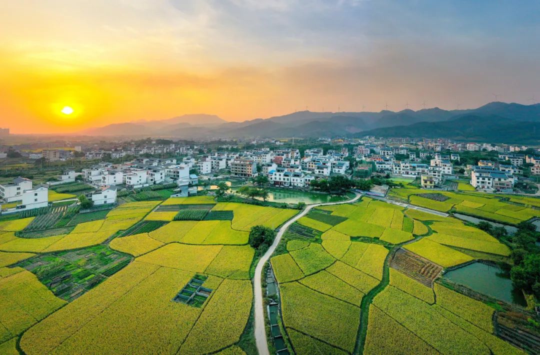 广西贵港港农桑叶茶富硒(贵港茶厂)-硒宝网