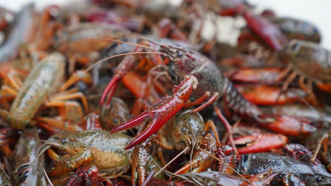 广西贵港港农桑叶茶富硒(贵港茶厂)-硒宝网