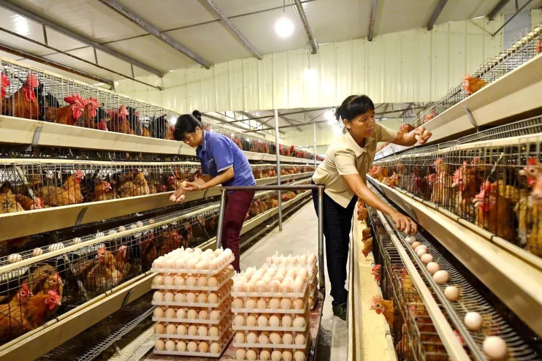 广西贵港港农桑叶茶富硒(贵港茶厂)-硒宝网