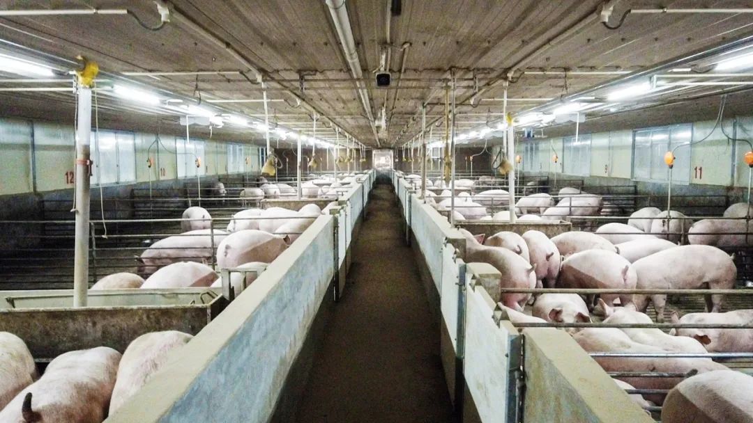 广西贵港港农桑叶茶富硒(贵港茶厂)-硒宝网