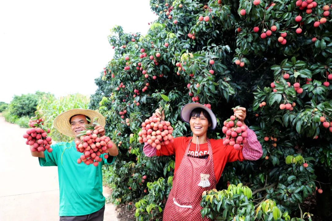 广西贵港港农桑叶茶富硒(贵港茶厂)-硒宝网