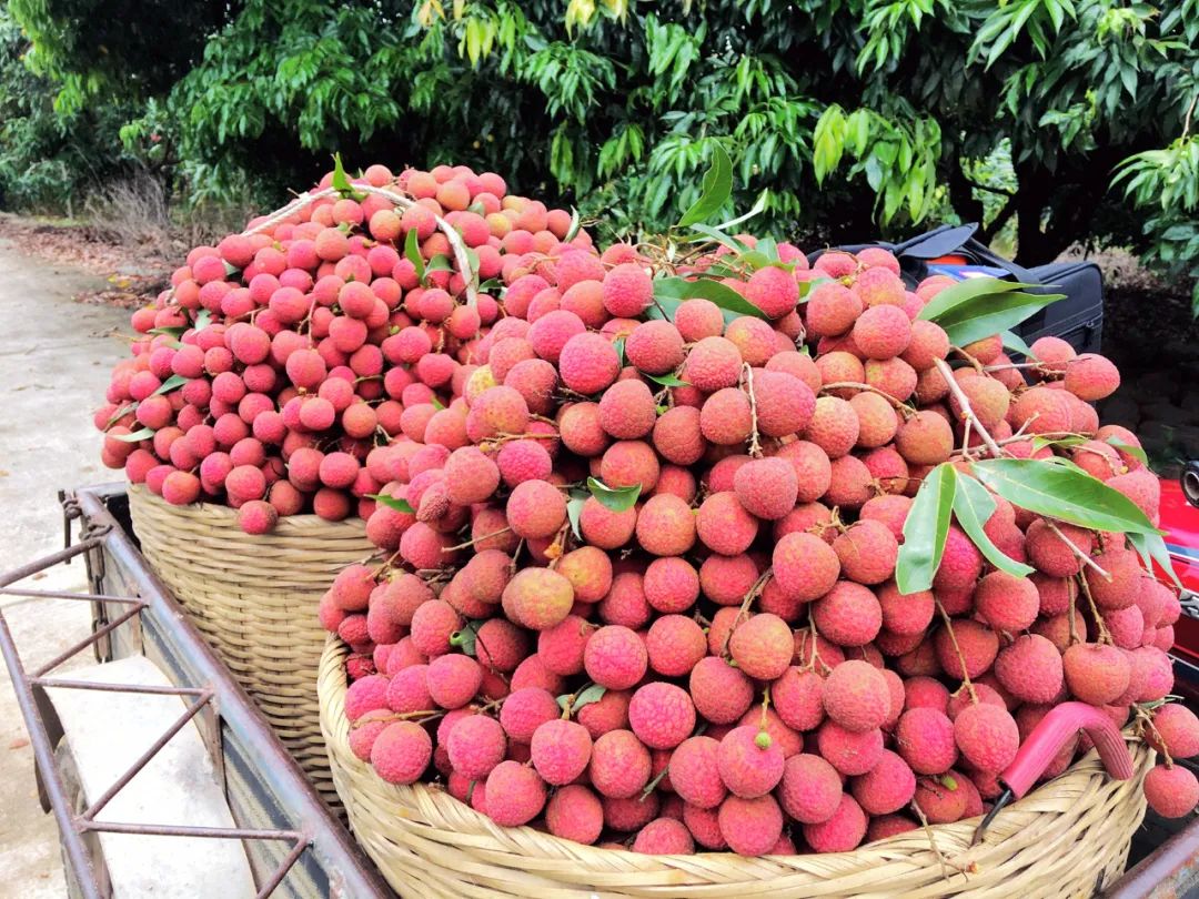 广西贵港港农桑叶茶富硒(贵港茶厂)-硒宝网