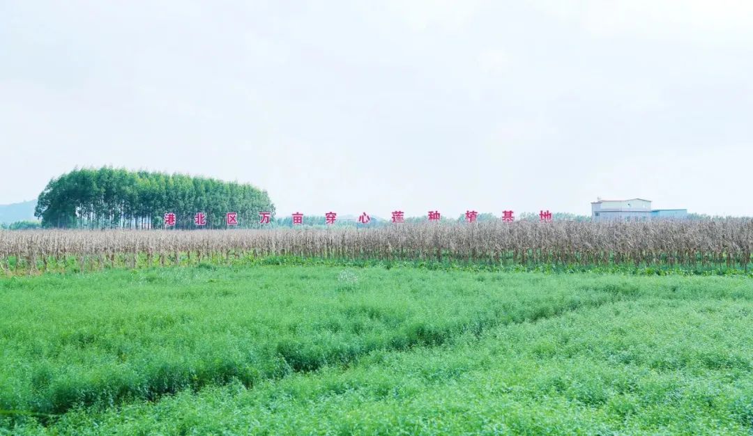 广西贵港港农桑叶茶富硒(贵港茶厂)-硒宝网