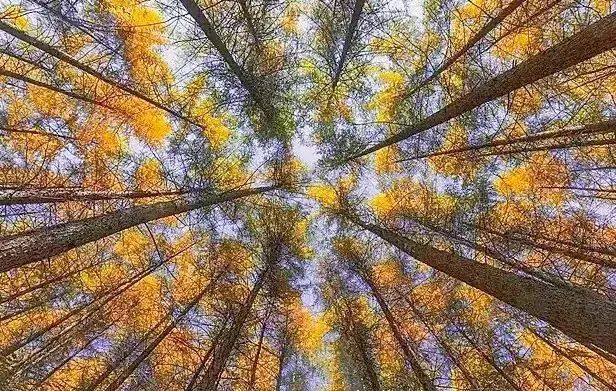 如何在恩施当地买富硒茶(湖北的恩施富硒茶厂)-硒宝网