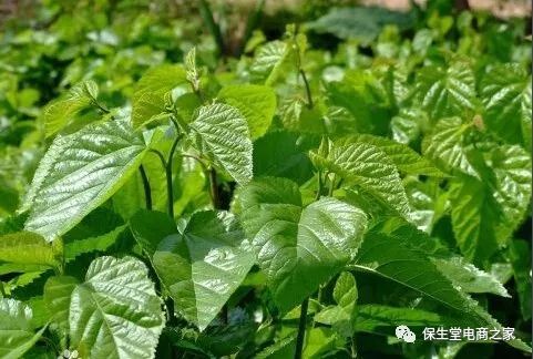 富硒桑叶茶什么时候喝好(饮用桑叶茶的好处)-硒宝网