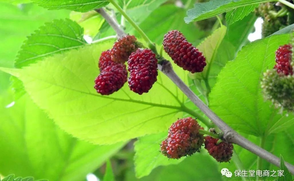 富硒桑叶茶什么时候喝好(饮用桑叶茶的好处)-硒宝网