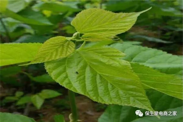 富硒桑叶茶什么时候喝好(饮用桑叶茶的好处)-硒宝网