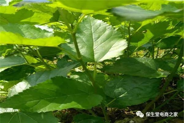 富硒桑叶茶什么时候喝好(饮用桑叶茶的好处)-硒宝网