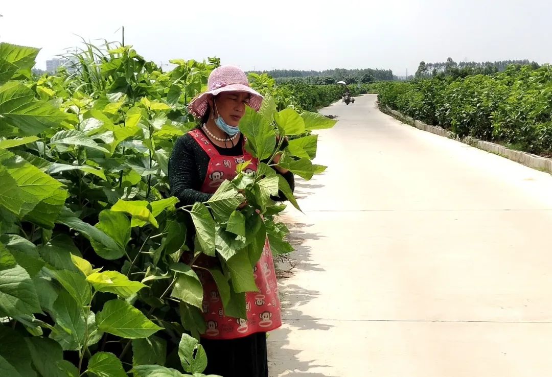 广西贵港港农桑叶茶富硒(广西贵港市茶叶)-硒宝网