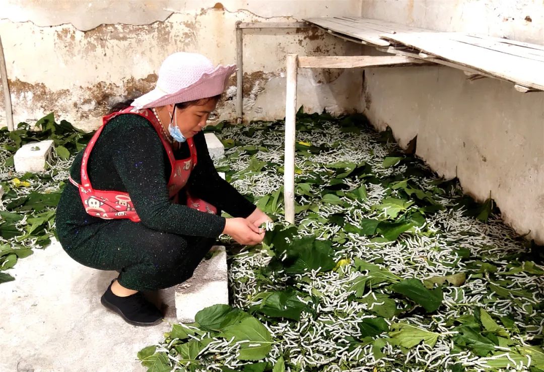 广西贵港港农桑叶茶富硒(广西贵港市茶叶)-硒宝网