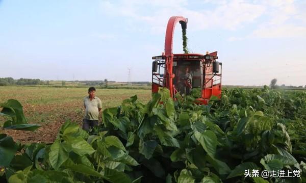 山西富硒桑叶茶哪里有卖（桑叶茶价格）-硒宝网