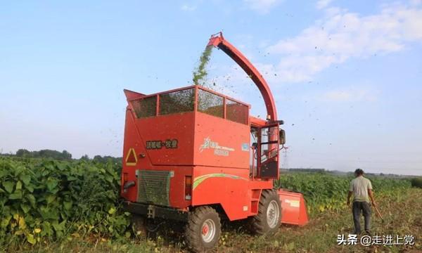 山西富硒桑叶茶哪里有卖（桑叶茶价格）-硒宝网