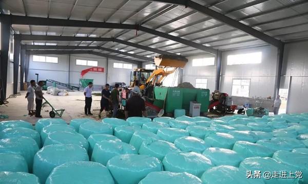 山西富硒桑叶茶哪里有卖（桑叶茶价格）-硒宝网