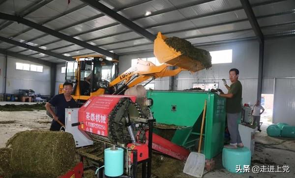 山西富硒桑叶茶哪里有卖（桑叶茶价格）-硒宝网