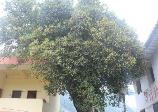 西安哪里买紫阳富硒茶好(陕西紫阳富硒茶是红茶还是绿茶)-硒宝网