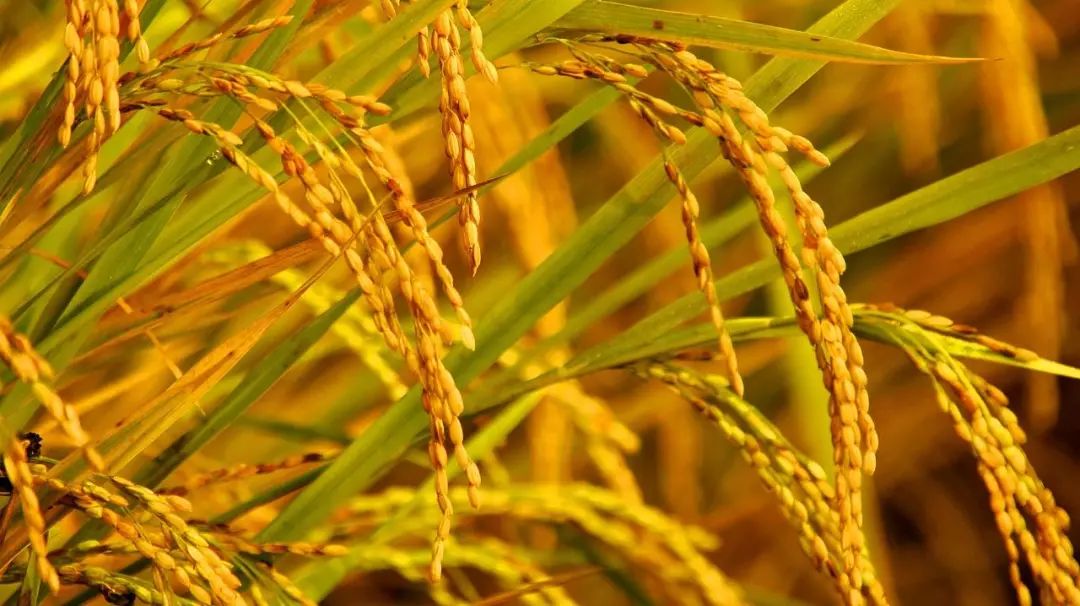 西安哪里买紫阳富硒茶好(陕西紫阳富硒茶是红茶还是绿茶)-硒宝网