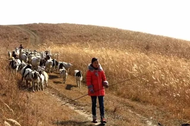 西安哪里买紫阳富硒茶好(陕西紫阳富硒茶是红茶还是绿茶)-硒宝网