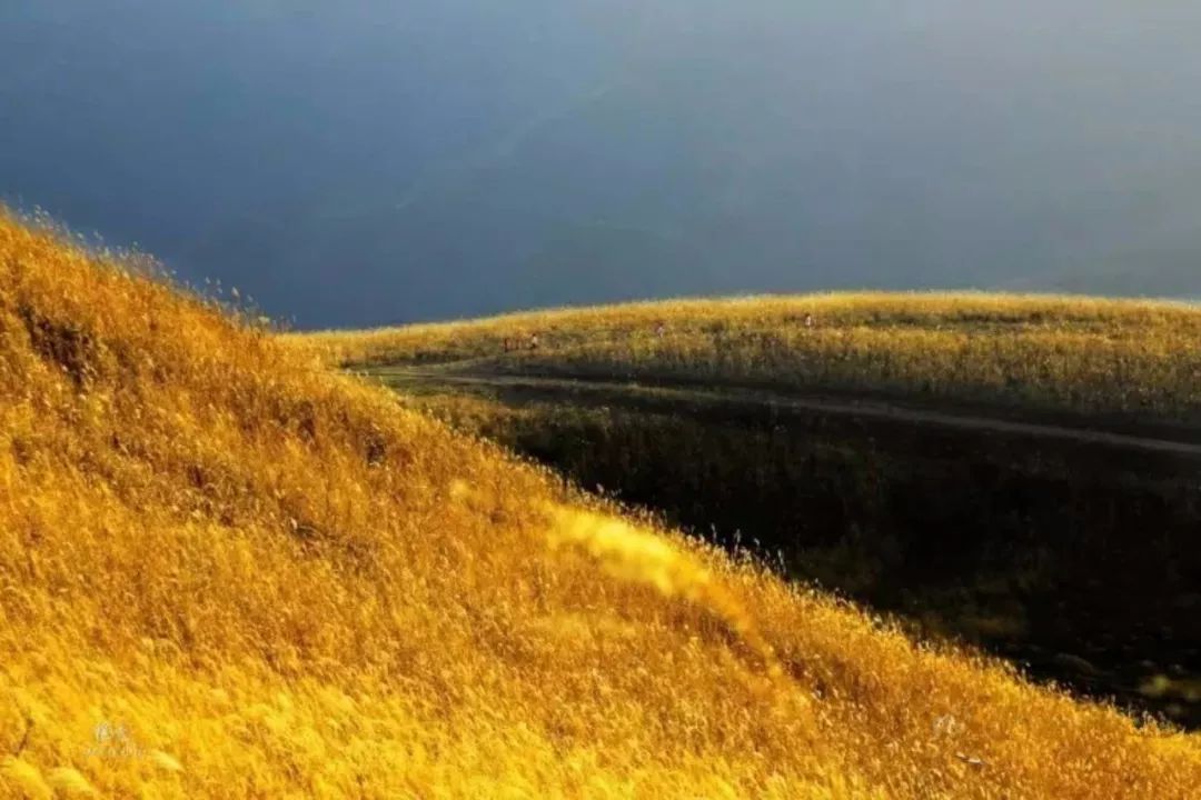西安哪里买紫阳富硒茶好(陕西紫阳富硒茶是红茶还是绿茶)-硒宝网