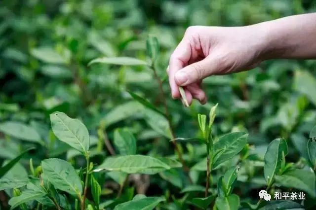 紫阳富硒茶什么时候上市(紫阳富硒茶厂)-硒宝网