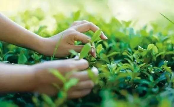 在贵阳哪里买开阳富硒茶(贵阳富硒茶骗局揭秘)-硒宝网