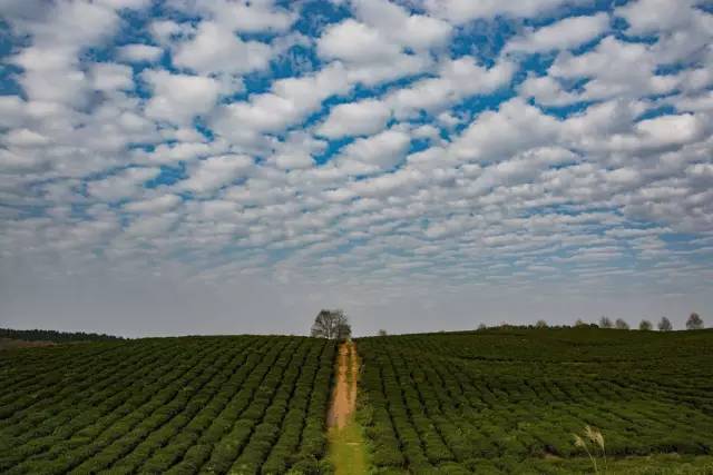 在贵阳哪里买开阳富硒茶(贵阳富硒茶骗局揭秘)-硒宝网